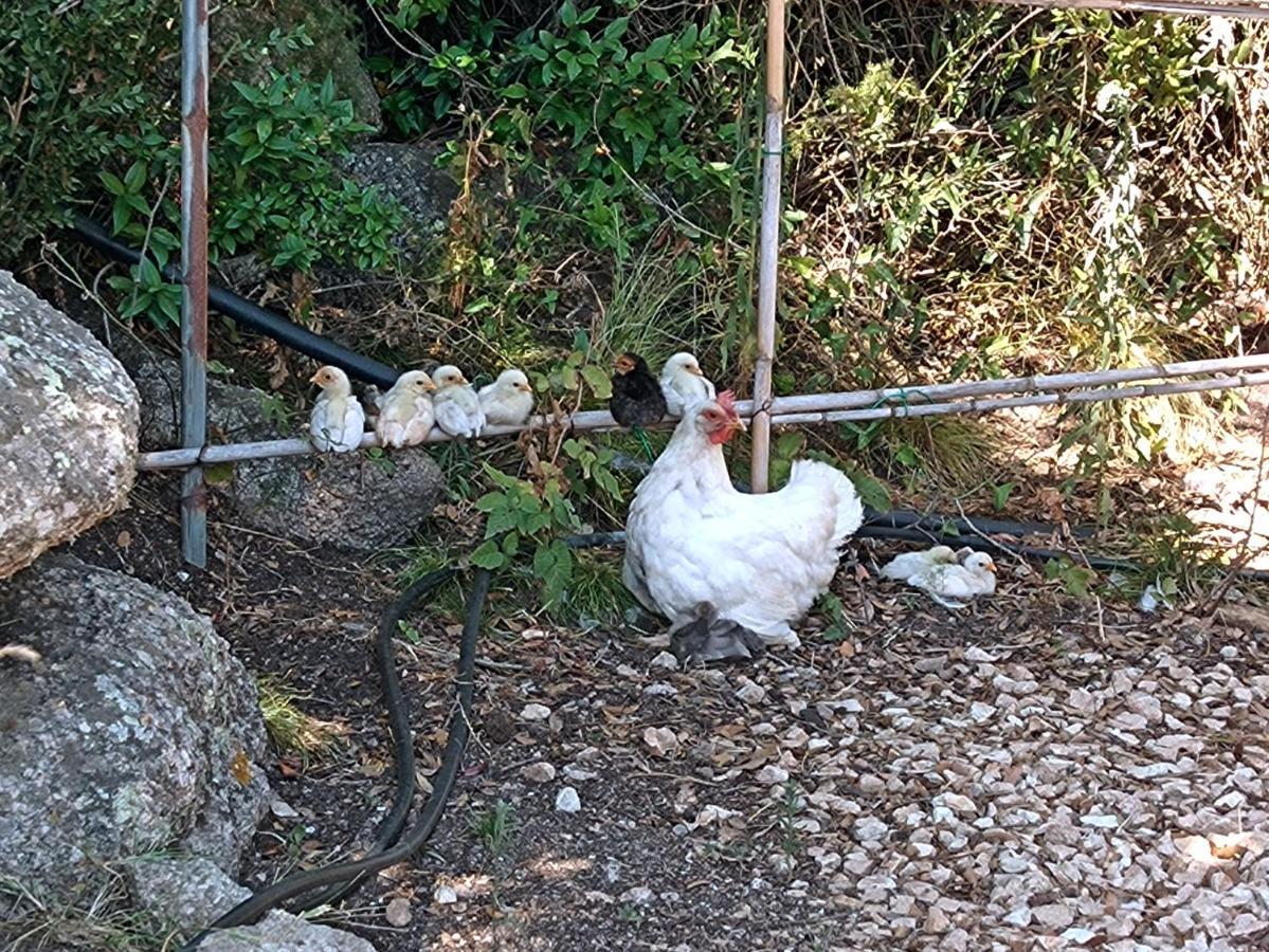 La Cera Farm Camping B&B Санта Тереза Галура Екстериор снимка