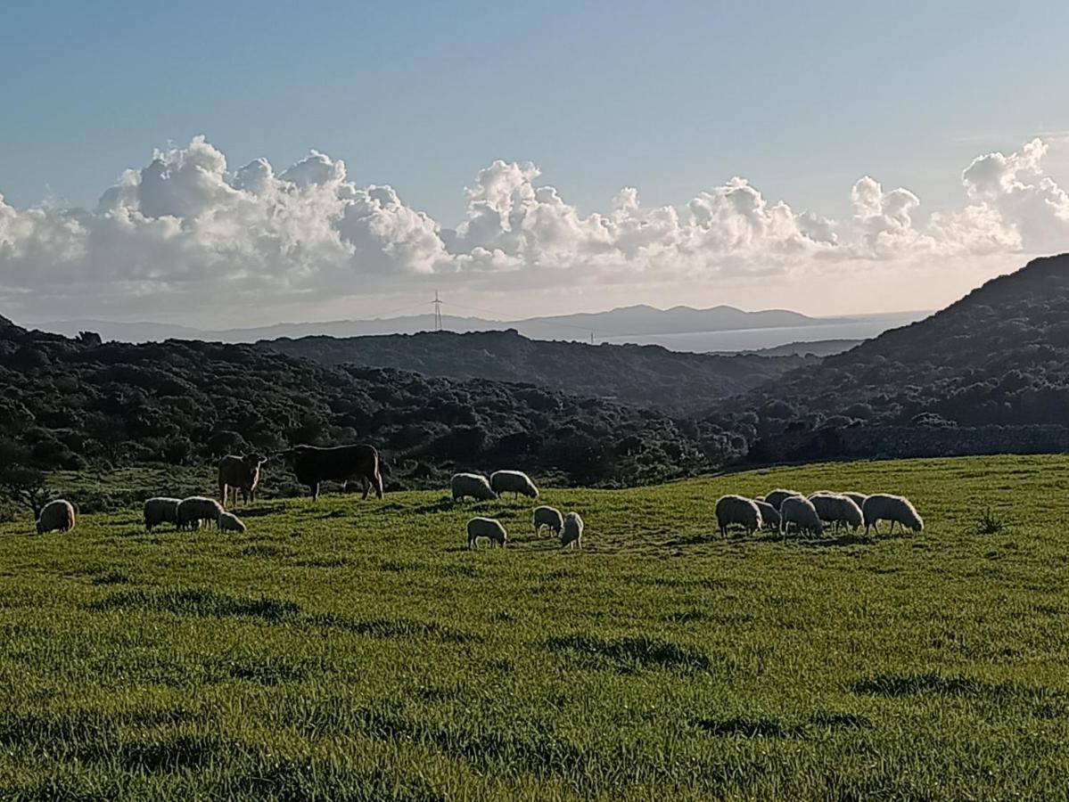 La Cera Farm Camping B&B Санта Тереза Галура Екстериор снимка