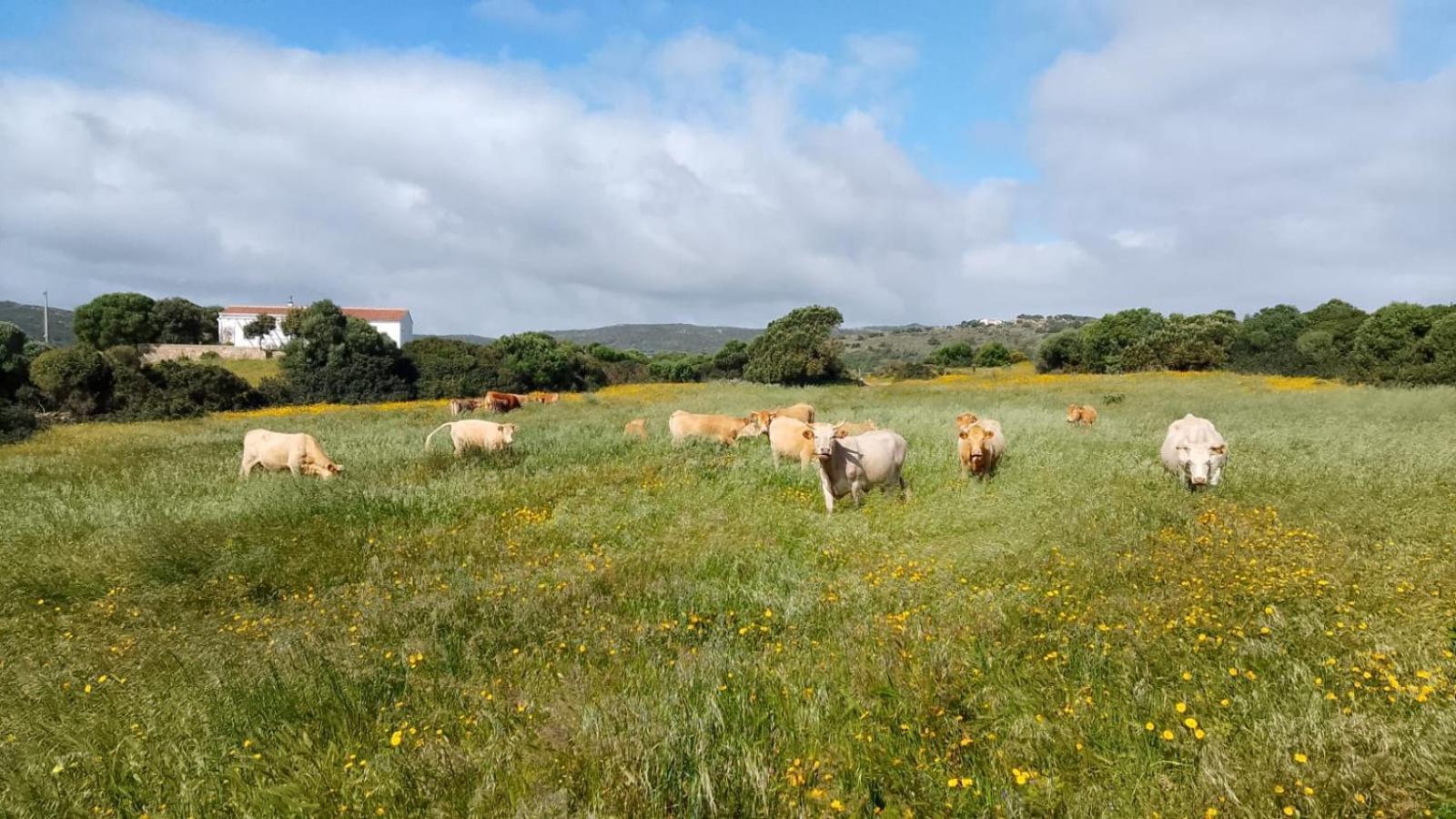 La Cera Farm Camping B&B Санта Тереза Галура Екстериор снимка